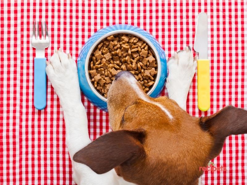Dog Food Allergies and Sensitivities