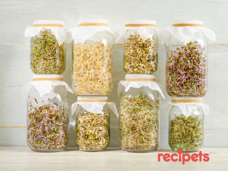 sprouts for parrots list - ni jars different sprouts